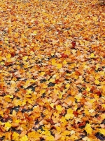 21.09. Herbst-Ritual