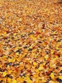 21.09. Herbst-Ritual